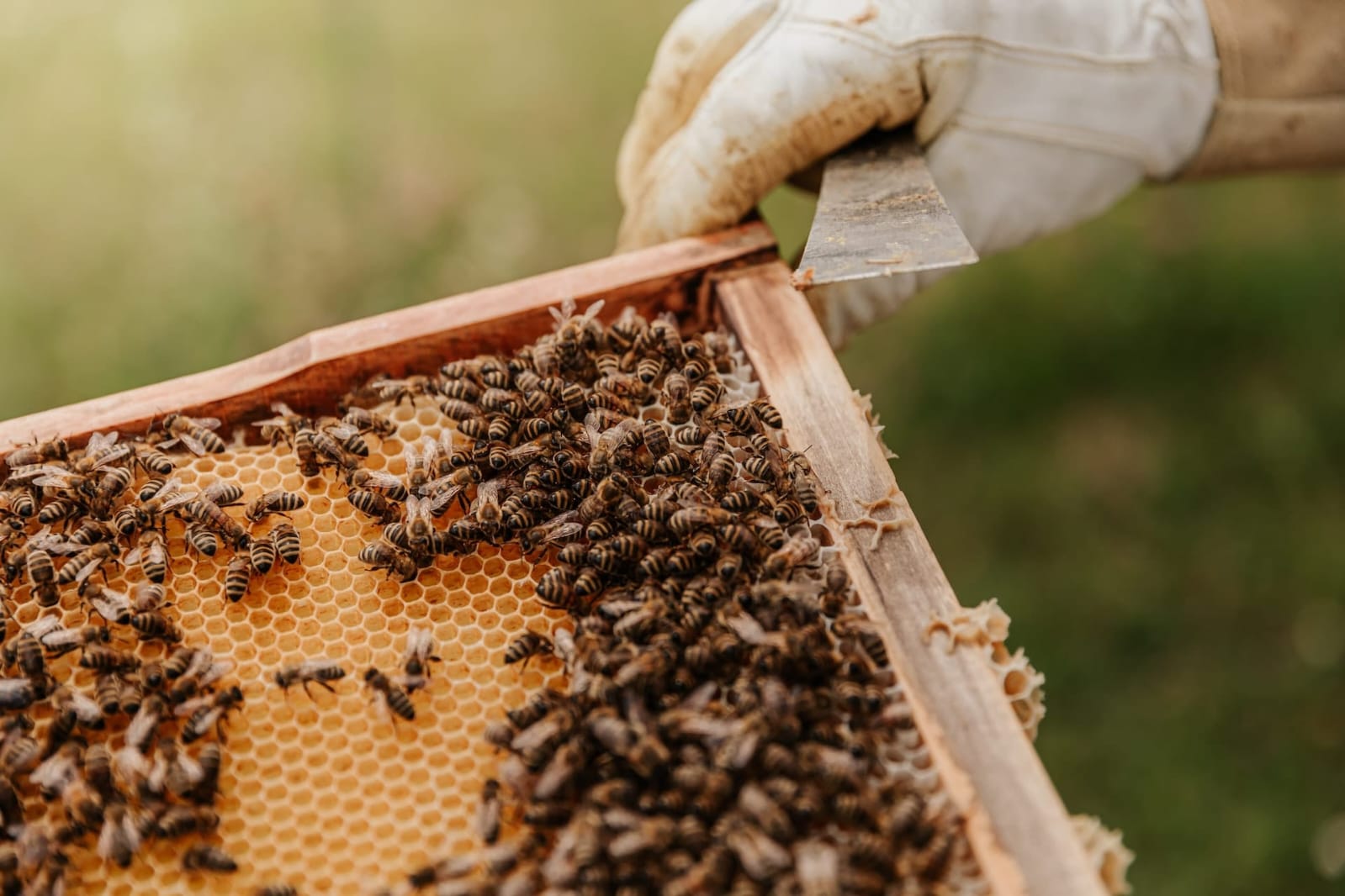 Bees at work on a Nectra honeycomb