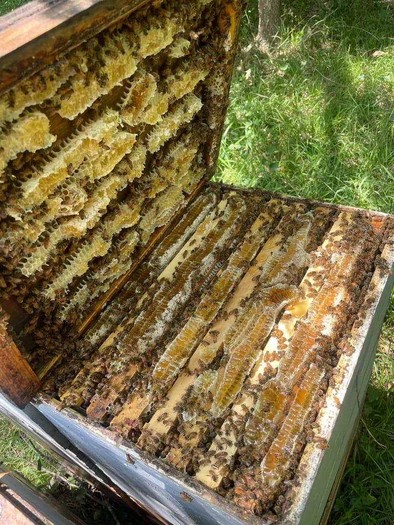 Bees over fresh honeycomb